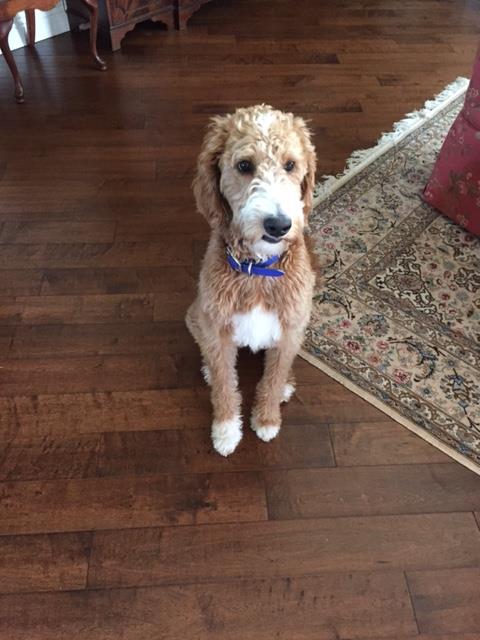 Cooper
